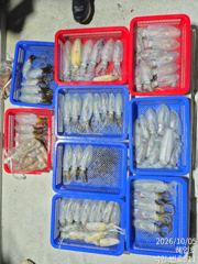 [마산] 무늬팁런 손맛굿굿 조황 오늘18시 출항확정 예약받습니다
