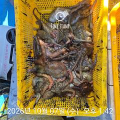 문어 장원 20마리