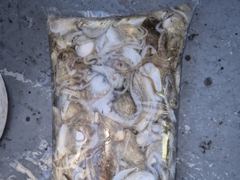 7일 열한분 전원 아침부터 왕쭈꾸미 너나피딩 받고 마리수 엄청 … 사진