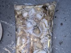 [사천] 7일 열한분 전원 아침부터 왕쭈꾸미 너나피딩 받고 마리수 엄청 … 사진