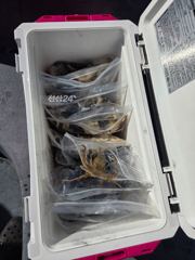 10월7일 쭈꾸미.갑오징어 츨조
