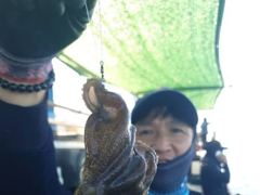 [사천] 왕쭈꾸미 엄청씨리 올라옵니다