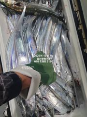 [마산] 내만갈치)사이즈 마릿수 두마리 토끼 다잡다~예약가능!!