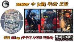 루어파이터호-10/7 수 [3물] 쭈꾸미/갑오징어 조항 입니다.