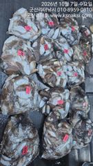 리더호 군산에 ●갑이가 쏟아집니다./담주주중 갑이물때 여유자리
