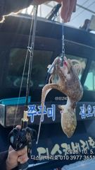 쭈꾸미 기본 150수 디스커버리호 좋아좋아~~~