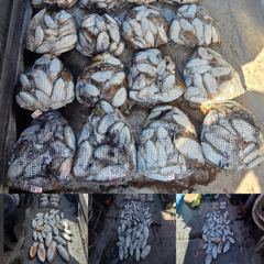 10월7일 갑오징어&쭈꾸미조황 사진