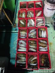 [거제] 내만무늬 3분이서 73마리 느나느나네요ㅎ