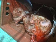 [포항] 왕볼락!!쿵쾅 사진