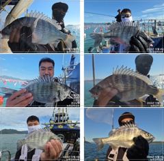 [통영] 왕무시 왕고매 왕갑이까지~다 커요!!! 오늘 널널합니다!!!