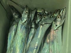 돌문어25수22수21수외마릿수굿/준내만4지급쿨러만당