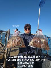 [통영] 통영 금정호 대물문어낚시 토, 일 정상출항합니다 자리 여유있습니…