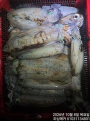 7일 거문도 무늬 오징어 조황입니다