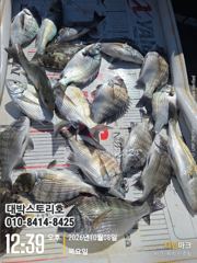 [통영] 감성돔~ 초보분들 찌맛 손맛 제대로본날 ~