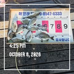 [통영] 해양레저 흘림 감성돔 마리수 조황