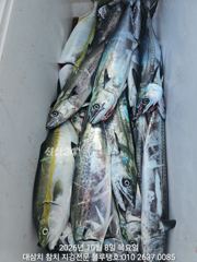 [경주] 8/목, 오후ㅡ지루하게 잡히는 고시삼치들! (대삼치, 중방어, …