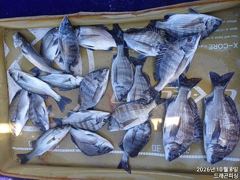 [고성] 어초 가을 감시흘림 41이하 마리수 토욜 자리여유