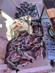 진동(행운호)36외 감성돔 마릿수 조황(52수)