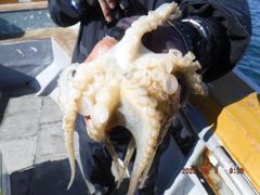 8일 최저가대왕쭈 초대박 174수가대왕쭈장원..사리때가두려우랴..종일반 계속출조...... 사진