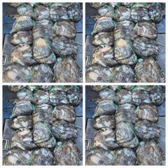 무창포 뉴체이스호 10월8일 갑오징어조황