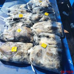 <썬스타호> 쭈+갑 오전 마무리 조황(8일)