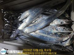 실시간 ㅡ내만칼치 ㅡ초저녁부터 피딩으로 꾸준히 올라오네요.쿨러빵빵 (예약가능)
