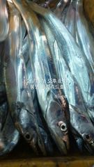[통영최강리드호] 실시간 조황/ 통영 갈치제대로 붙었네요/토요일 자리여유