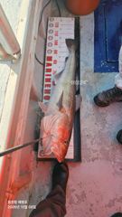 2026년 10월 8일 왕대구 지깅 출조 사진