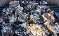 ★★ 10 / 8 [군산 대일피싱] 고수호 갑오징어 조황입니다. 다음주 월요일 자리 있습니다.