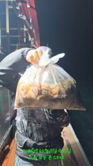 10월8일 팀보스선단 야간 문어 조황