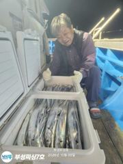 [부성피싱호]왕칼치 초대박...연일 이어갑니다 전원쿨러만땅!양손가득들고 입항합니다 일욜가능