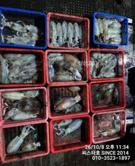 [경주] 씨스타호 8일 무늬 상황