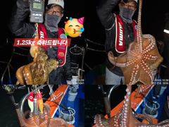 [진해] 8일 쓸어담듯이 Kg급 마리수가 올라와 잡고온 야간~돌문어 …