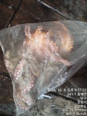 돌문어가 억수로깨무네요