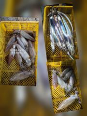 [통영최강리드호] 통영 갈치 제대로 붙었습니다! 대치 손맛에 한치 야식까지~토요일 자리여유 사진