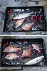 [부산] 피싱히어로 참돔 벵어돔 부시리 조황~~