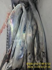 갈치 텐빈 연일 대박! 토요일 예약가능!! 사진