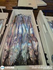 뉴무지개 왕갈치 씨알 마리수 죽여줍니다 사진