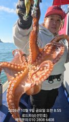 [고성] (로드피싱)문어실시간,1425,1160외 덩치급 줄줄이 올라오네…