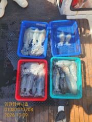 임원항써니호 무늬출조