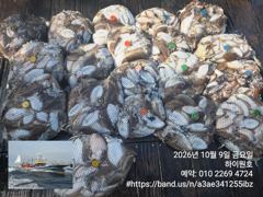9일, 군산은 갑오징어 천국~역대급 조황~망탱이 대박조황~군산낚시프라자 하이원호