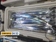 [진해] [갈치/텐빈/텐야]9일입항~쿨러조황[일요일부터]예약가능