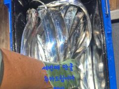 [마산] 내만갈치 느나느나 쿨러가득~ 사이즈 마리수 굿굿~