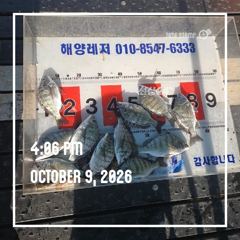 해양레저 흘림 감성돔 갑오징어 마리수 조황