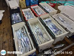 백도 거문도권 갈치낚시 조황소식 올려봅니다