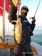 10일, 군산은 갑오징어 천국~오늘도 나오고 있어요~실시간~군산낚시프라자 창성호