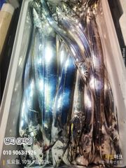 [진해] 준내만 갈치 텐빈 4지, 4지 씨알급 철수까지 쭉~ 내일 예약가…
