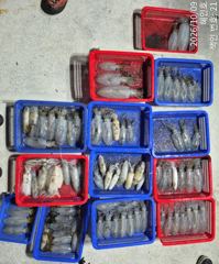 [진해] 무늬팁런 손맛굿굿 조황 오늘 출조예약받습니다 사진