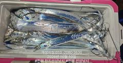 [진해] 준내만 텐빈 은빛 갈치 3지급 느나느나 조황 내일 무조건 출항 …