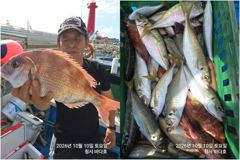 참돔,부시리,왕전이.뱅어돔 조황,